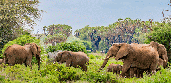 Amboseli National park