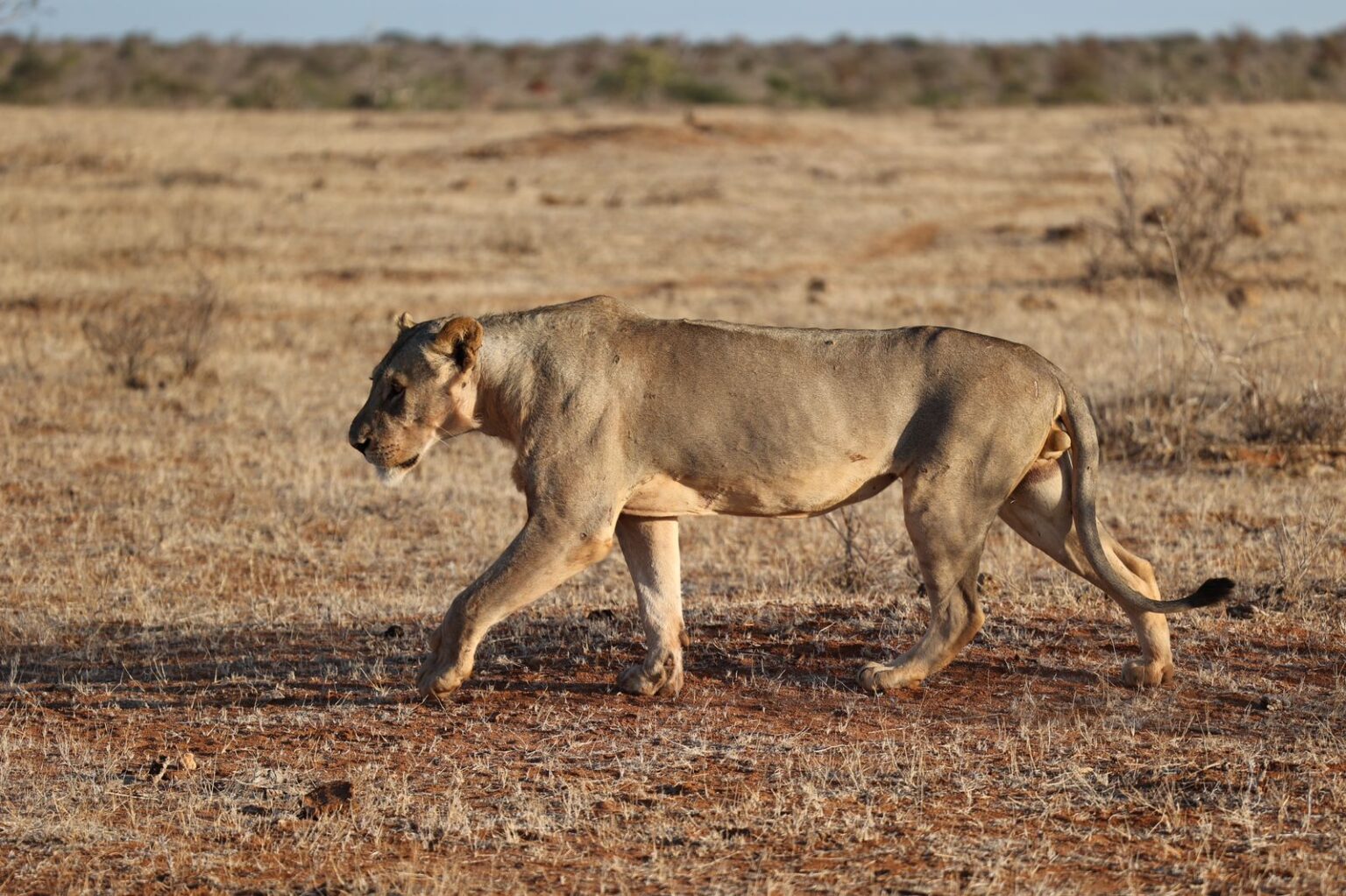 tsavo lions