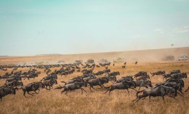6 Days 5 Nights Nairobi | Masai Mara | Lake Naivasha | Amboseli | Taita Hill Sanctuary | Mombasa big five Safari