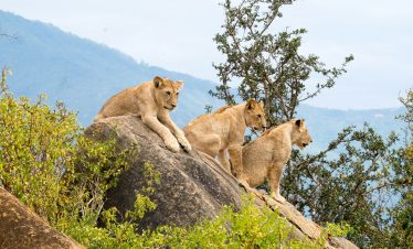 4 Days 3 Nights Mombasa | Tsavo West | Amboseli | Tsavo East Big Five Safari