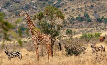 8 Days 7 Nights Tsavo East | Tsavo West | Amboseli | Ziwani Sanctuary | Ngutuni Sanctuary | Big five Safari