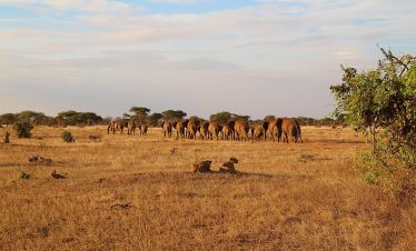 2 Nights 3 Days Mombasa | Tsavo East | Amboseli | Nairobi Safari