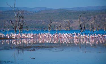 7 Days 6 Nights Nairobi | Amboseli | Masai Mara | Lake Nakuru Luxury Safari tour
