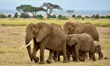 4 Days 3 Nights Nairobi | Amboseli | Tsavo West | Tsavo East | Mombasa big five Safari