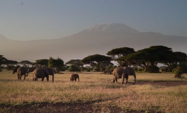 5 Days 4 Nights Tsavo East | Amboseli | Voyager Ziwani | Taita Hills Sanctuary Safari