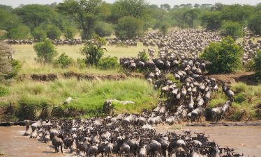 3 Nights 4 Days Arusha | Serengeti Flight Safari Package Privately