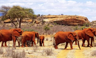 2 Days 1 Night Tsavo East | Tsavo West | Big five Safari
