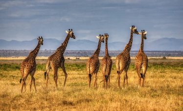 8 Days 7 Nights Nairobi | Maasai Mara | Serengeti | Ngoro Ngoro | Amboseli | Nairobi big five Safari
