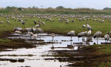 9 Days 8 Nights Nairobi | Lake Nakuru | Maasai Mara | Serengeti | Ngoro Ngoro | Lake Manyara | Amboseli Big Five Safari