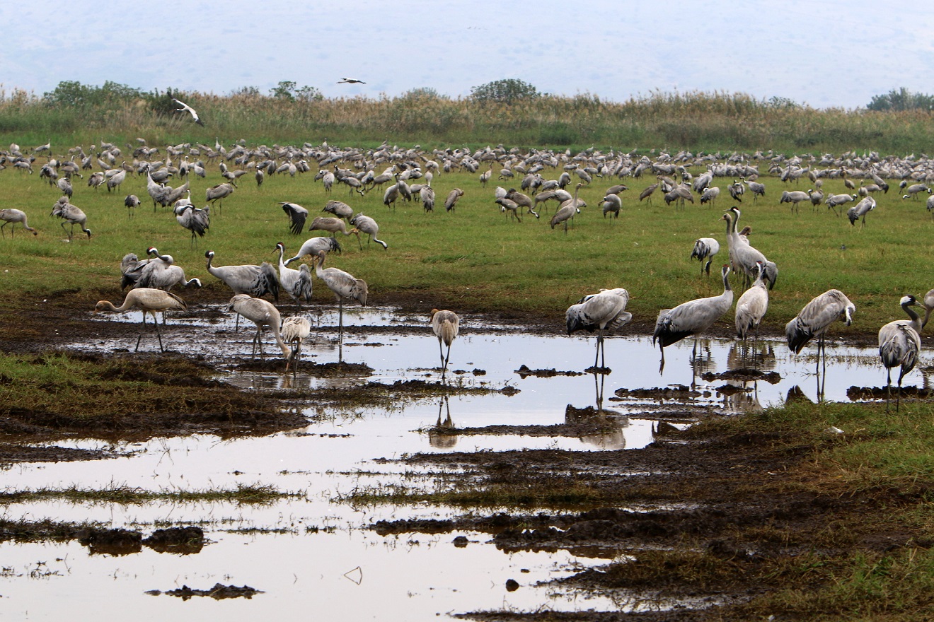 medium-vecteezy_a-large-flock-of-cranes-in-the-hula-nature-reserve-in_9222347_medium