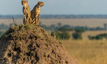 6 Days 5 Nights Nairobi | Maasai Mara | Serengeti | Ngoro Ngoro | Nairobi big five Safari