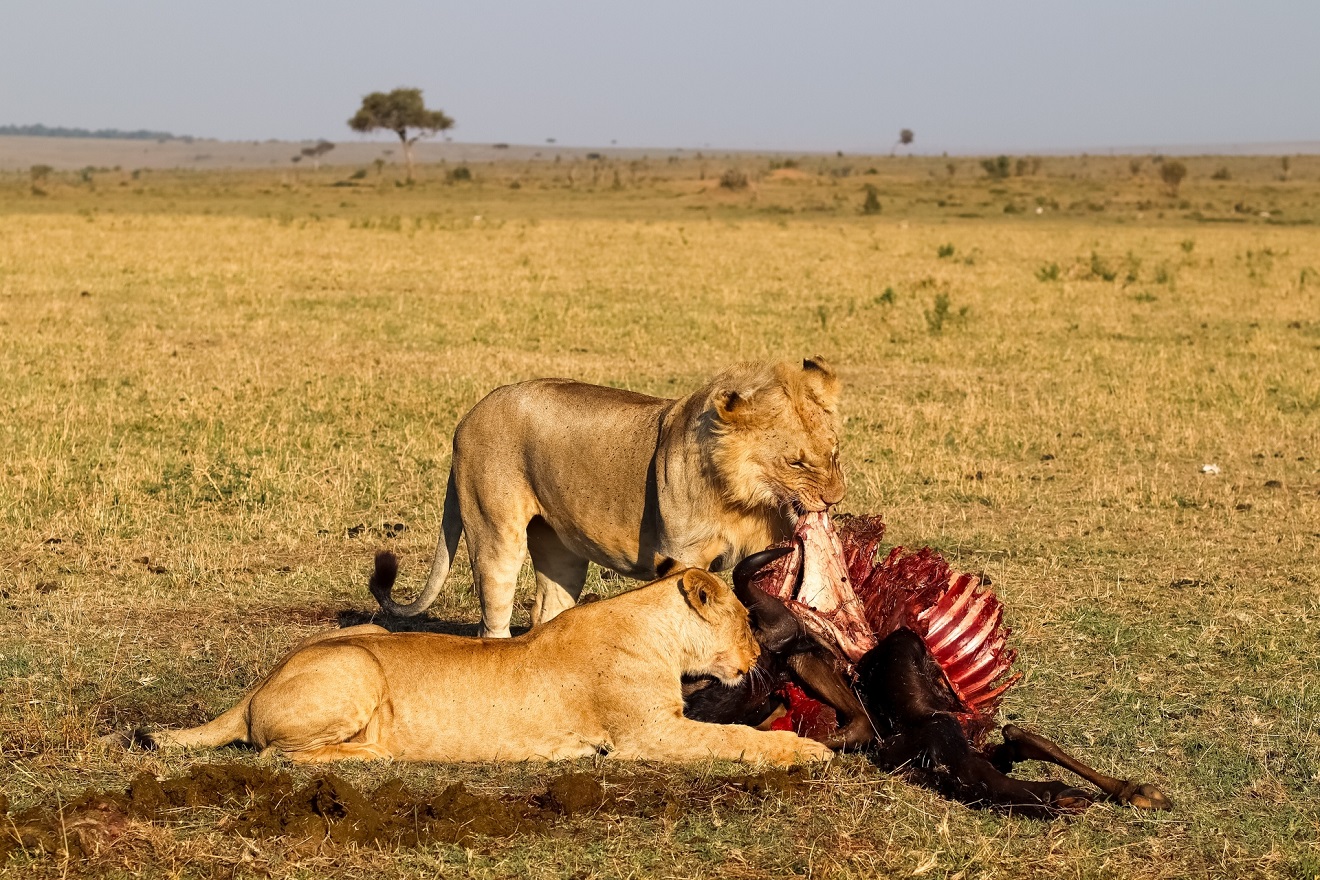 Lions eating wildebeest carcass in Masai Mara National Reserve, Kenya
