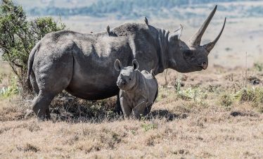 4 Days Mombasa | Tsavo East | Tsavo West | Amboseli | Nairobi Big Five Safari