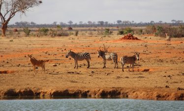 Day Tour to Tsavo East National Park Safari